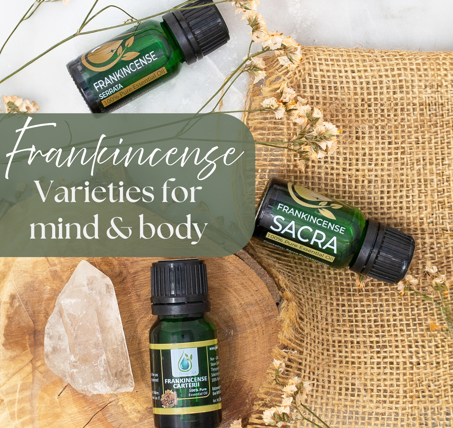 The Wisdom of Frankincense: Comparing Sacra, Serrata & Carterii