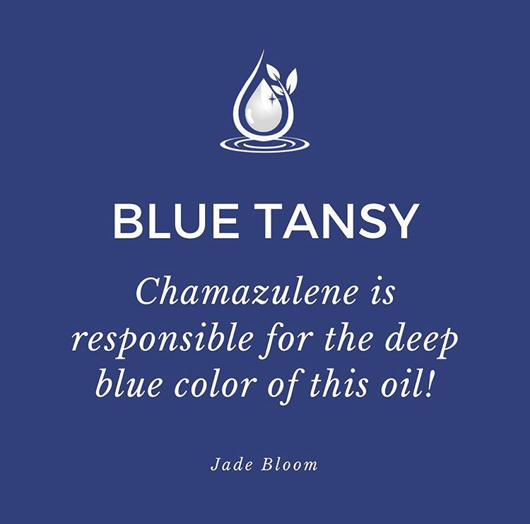 Blue Tansy Is Blue